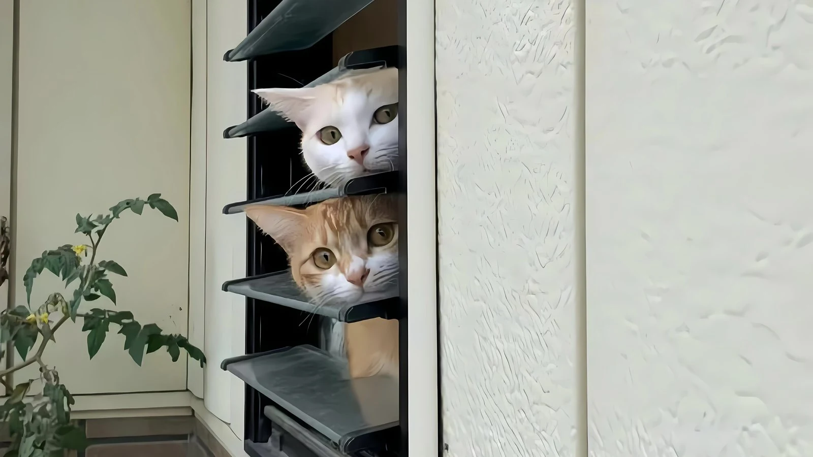 两只猫咪从百叶窗后探头看向镜头